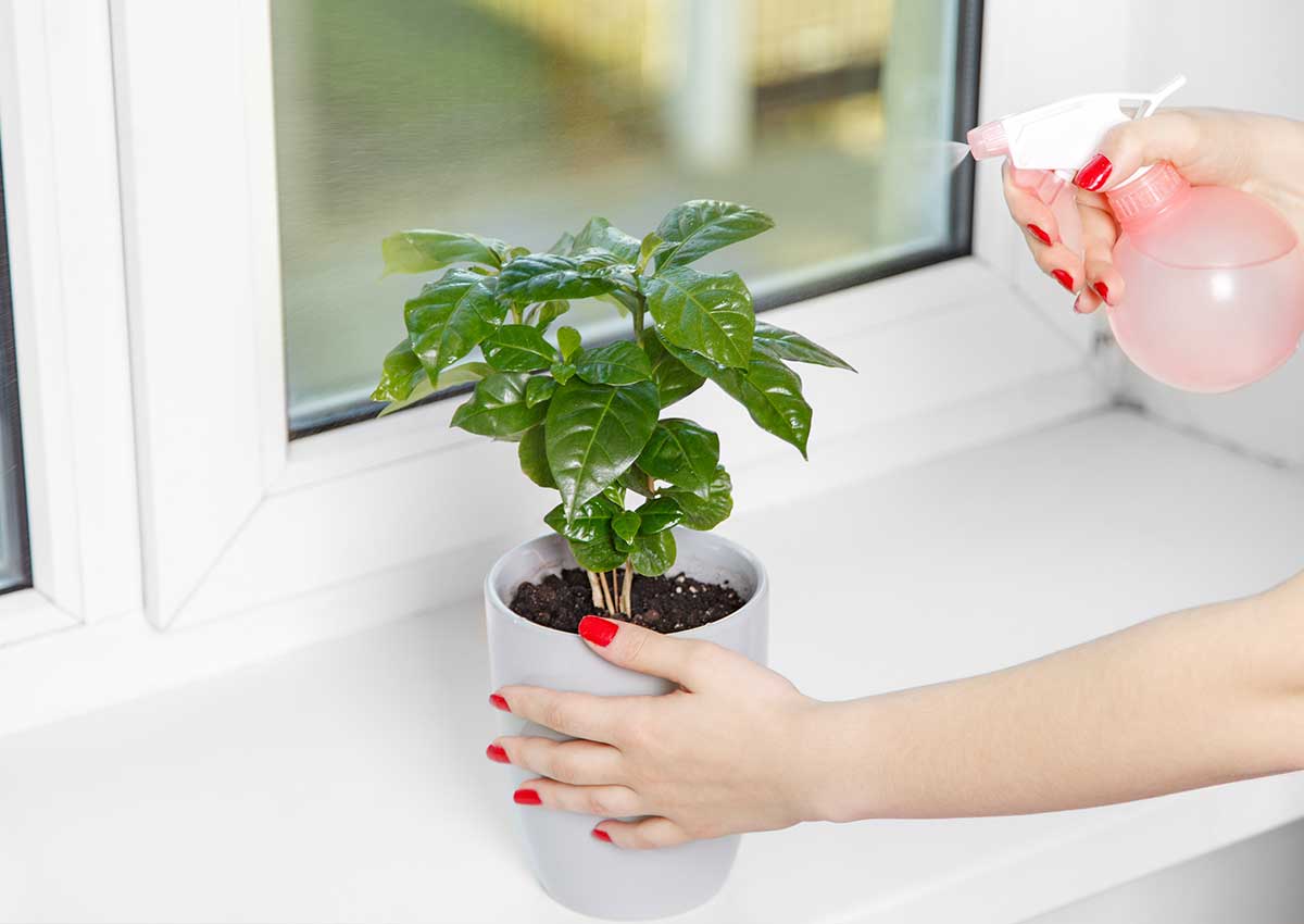 Les secrets pour prendre soin de votre jardin et de vos plantes d'intérieur